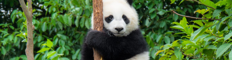 PA_0009_00_panda1709_com_ web který podporuje Pandu Velkou - panda velká - ochrana přírody